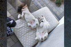 Rudi, Pika, Bolt, Smaili